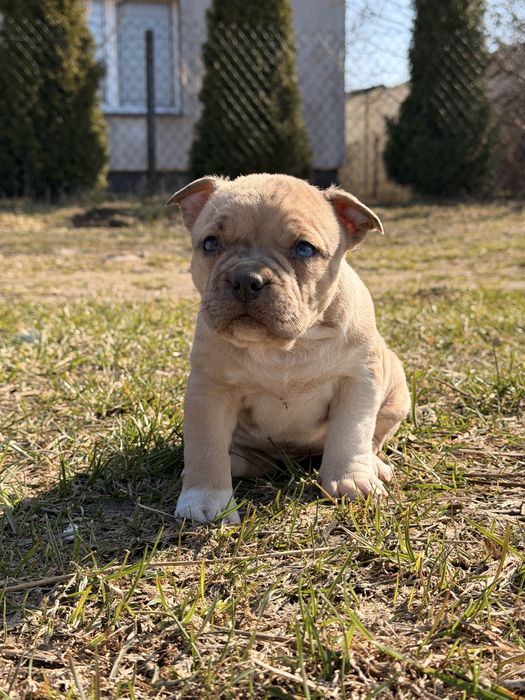Amstaff nie pitbull , cane corso , american bully