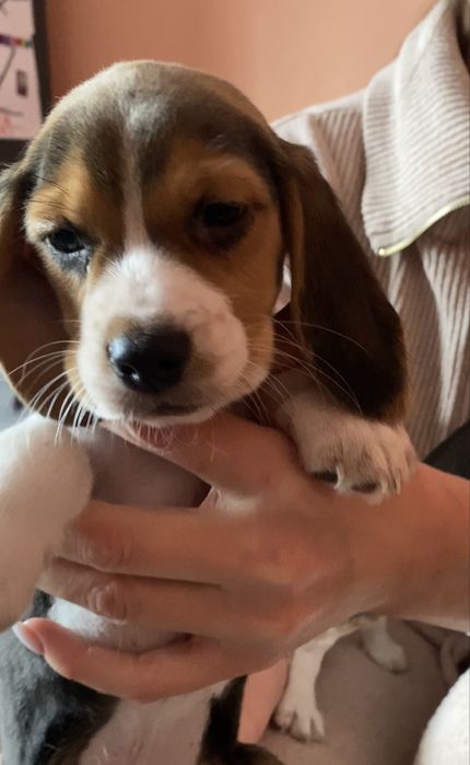 Цуценятка пооди бігль.