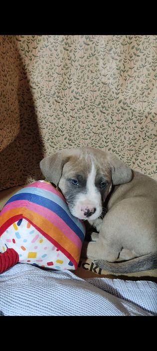 szczeniak w rasie Amstaff