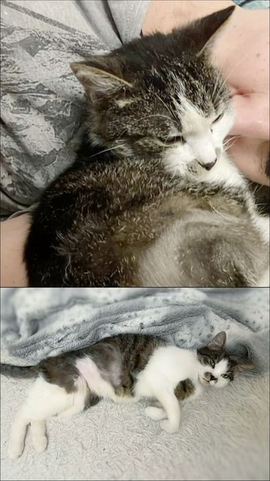 Kociak idealny szuka miłości :)