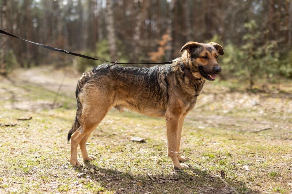 Silan sympatyczny olbrzym do pokochania