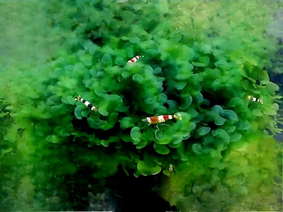 Vendo porções de 10 cm de "Musgo" 'Round Pelia'