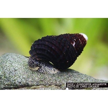 Caracois Aquario Tylomelania Sp Mini Carbo