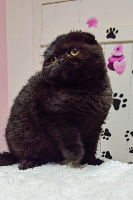 Menino scottish fold