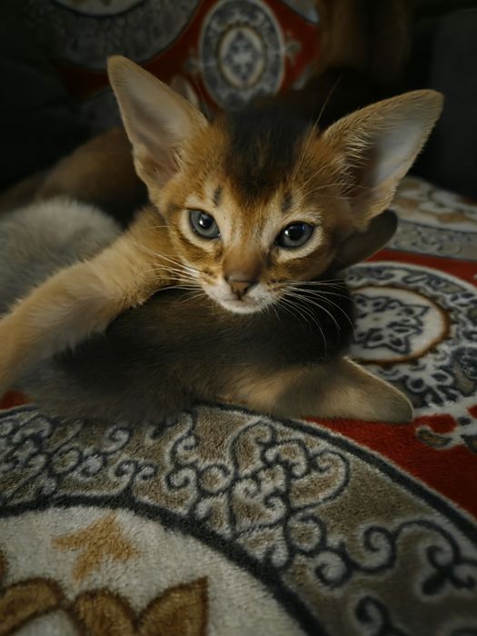Абиссинские котята