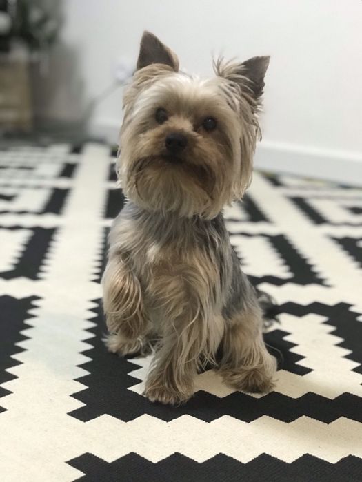 Йорк в’язка