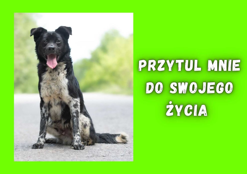 NIKIDO - marzy o nowym domu i rodzinie
