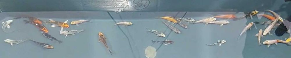 Carpas koi handpick