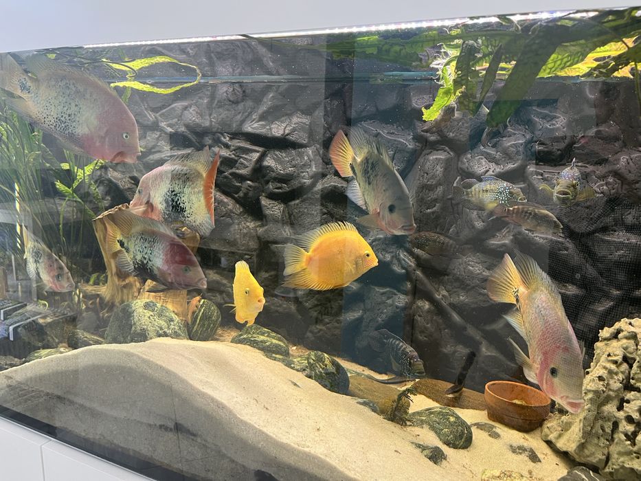 Akwarium diversa ok. 600 l 160/60/60 plus szafka pokrywa ryby filtr