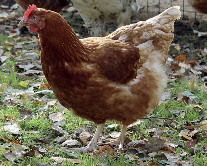 Galinhas poedeiras