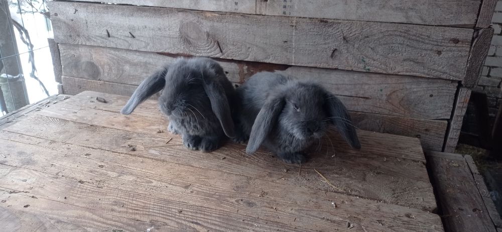 Кролики францюзький баран