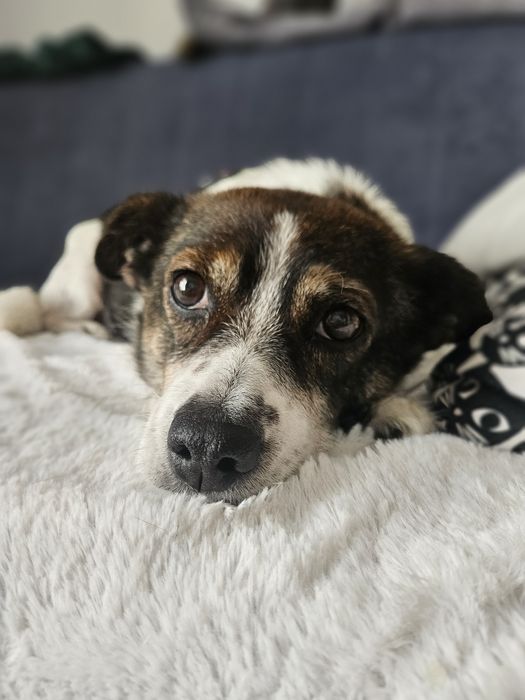 Niewielka Tinka szuka domu