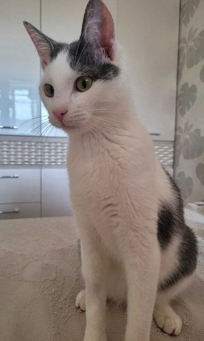 Кошенятко у добрі руки