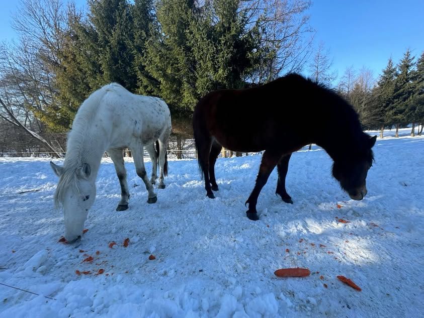 Klacz kuc feliński tarant