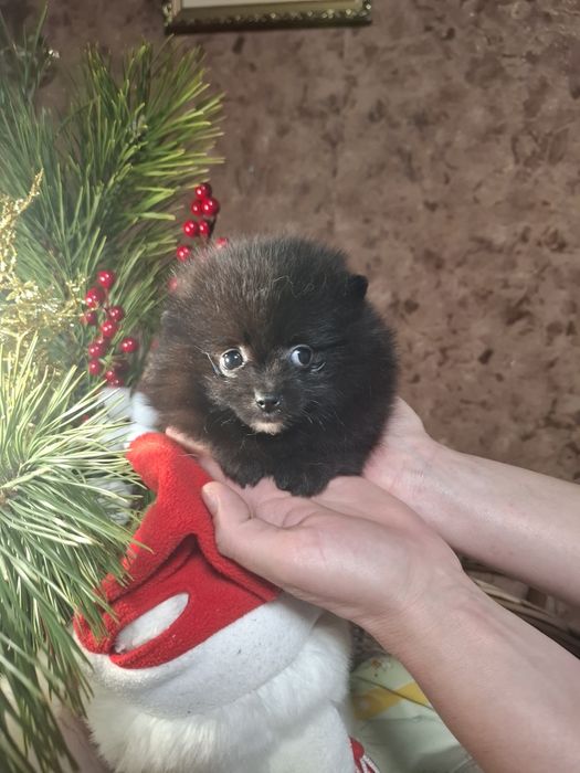 Продажа малышей к праздникам.