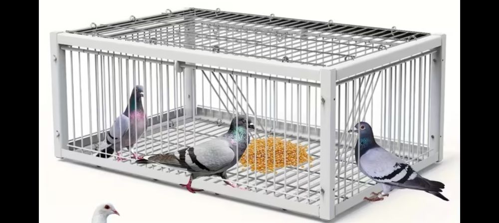 Gaiola para apanhar rolas pombos