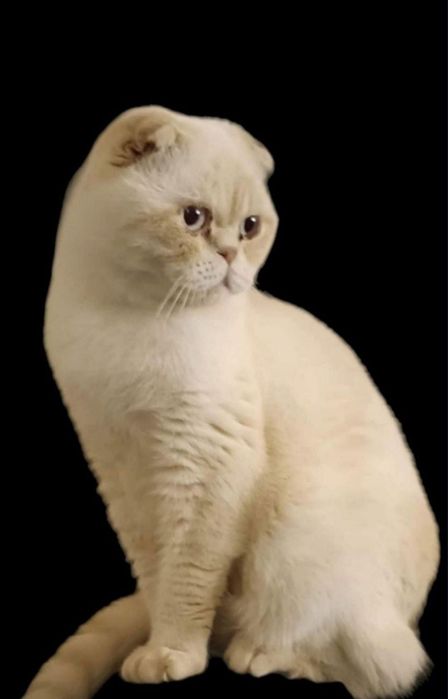 Шотландский скоттиш фолд Гуччи