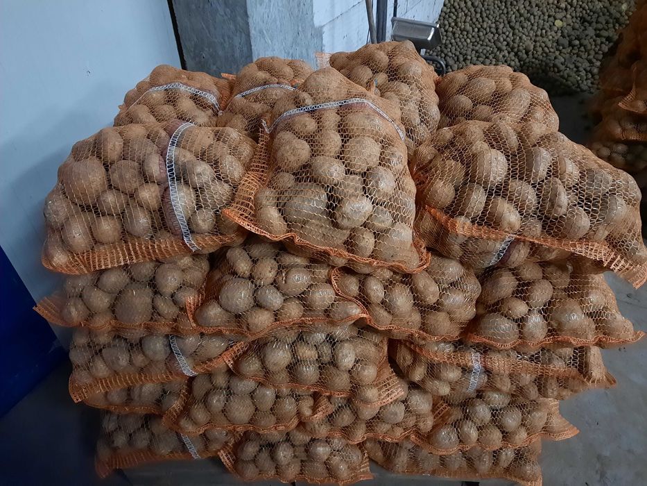 Ziemniaki jadalne Vineta