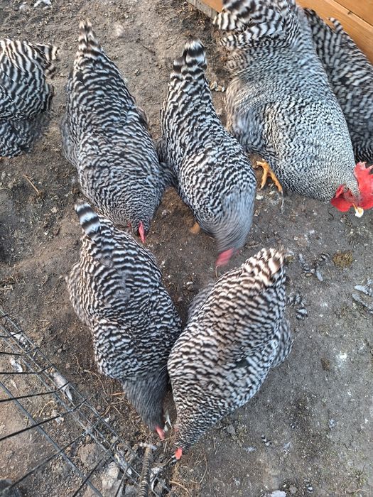 Kury amrock australop  marans wyandotte  vorverk lakenfelder