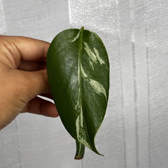 Monstera albo variegata