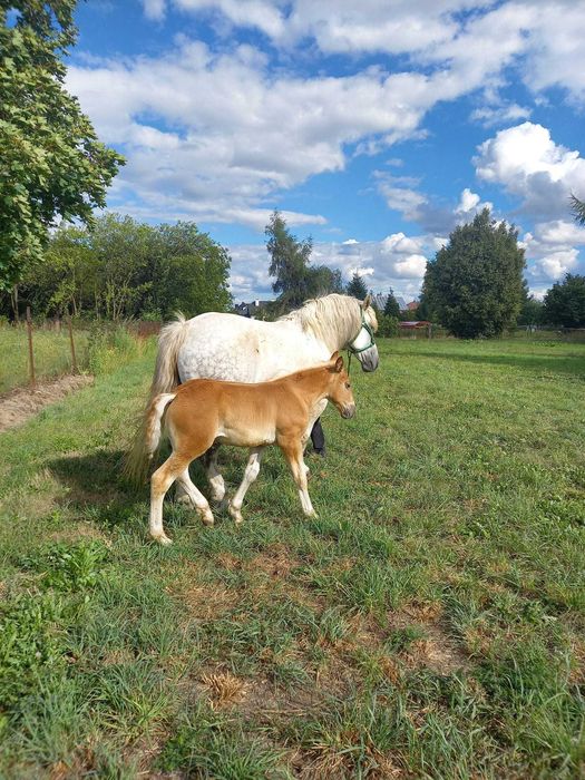 koń zimnokrwisty