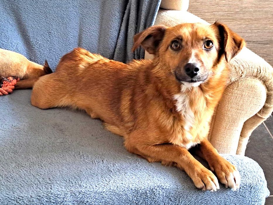 Malutka, urocza. kochana, bezomna przytulasna sunia szuka domu