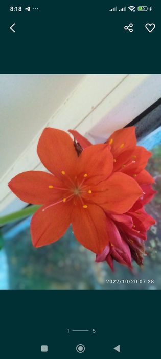 Продам валотту червона