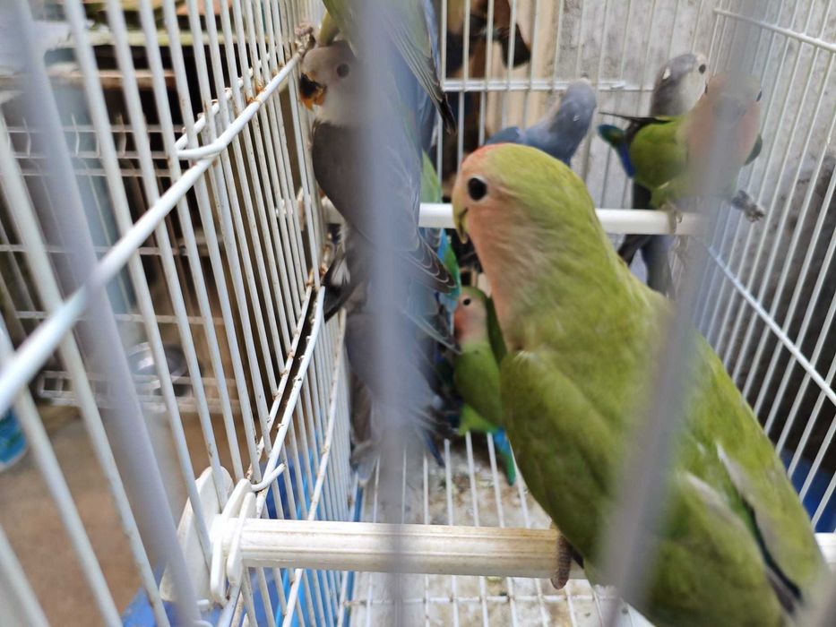 Roseicollis muito bonitos e meigos!