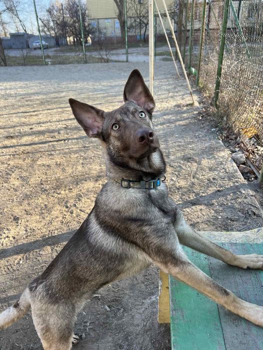 Отдам в хорошие руки