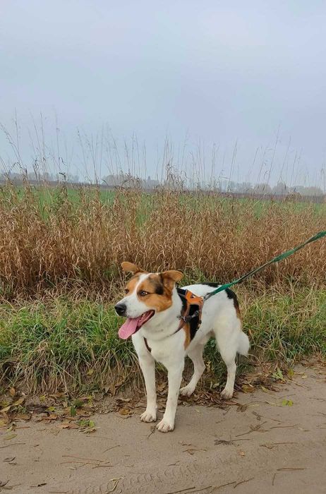 Laki,duży cudowny pies