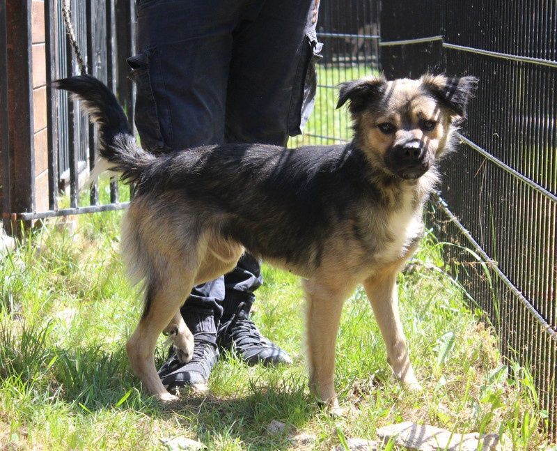 Pies Babiś do adopcji. Oddam psa