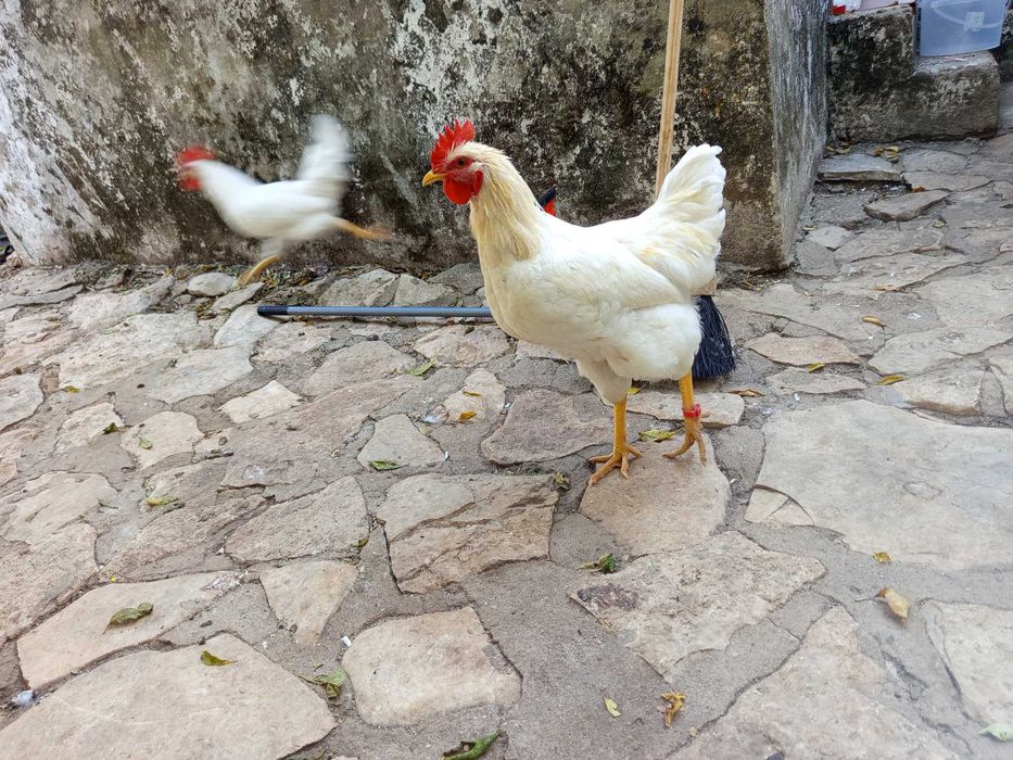 Galo sem raça definida