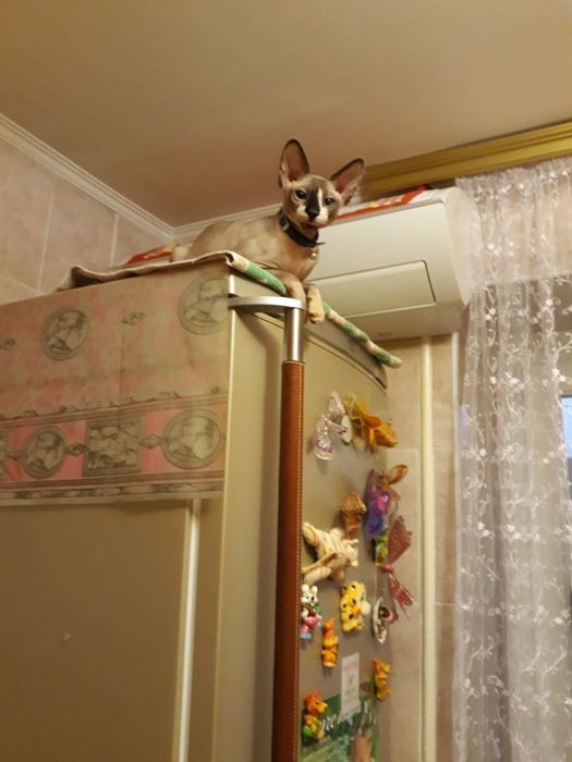 Сфинкс ищет невесту