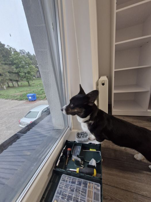 Продам Коргі кардіган