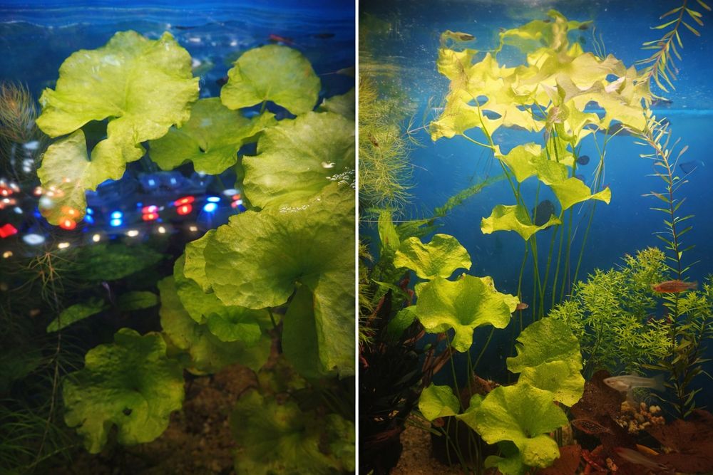 Lotos Taiwan - roślina akwariowa