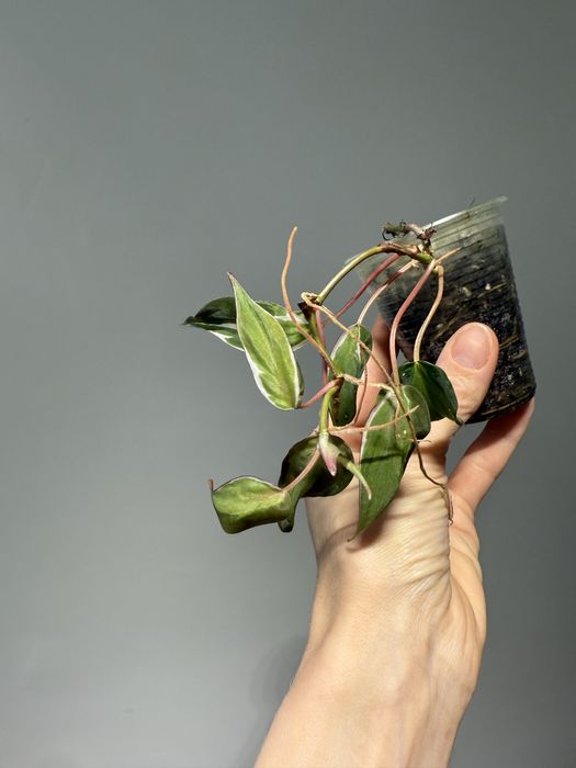 Епіпремнум Марбл Пленет, філодендрон Halo, Лемон Лайм, Бразіл, Міканс