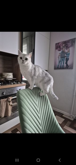 Шотландские котята серебристая шиншилла