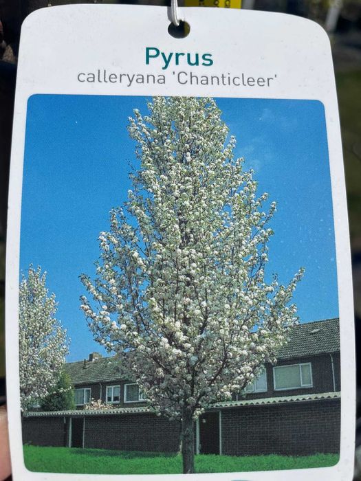 Grusza drobnoowocowa 'Chanticleer'