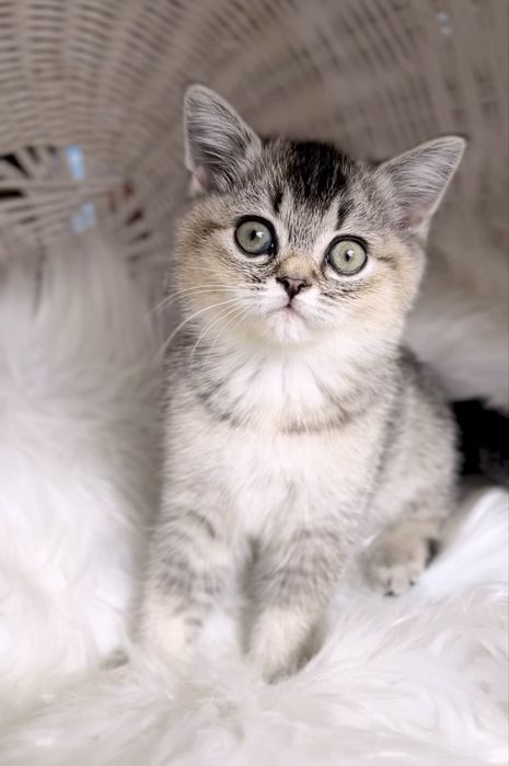 Кукольний котий чекає  на вас