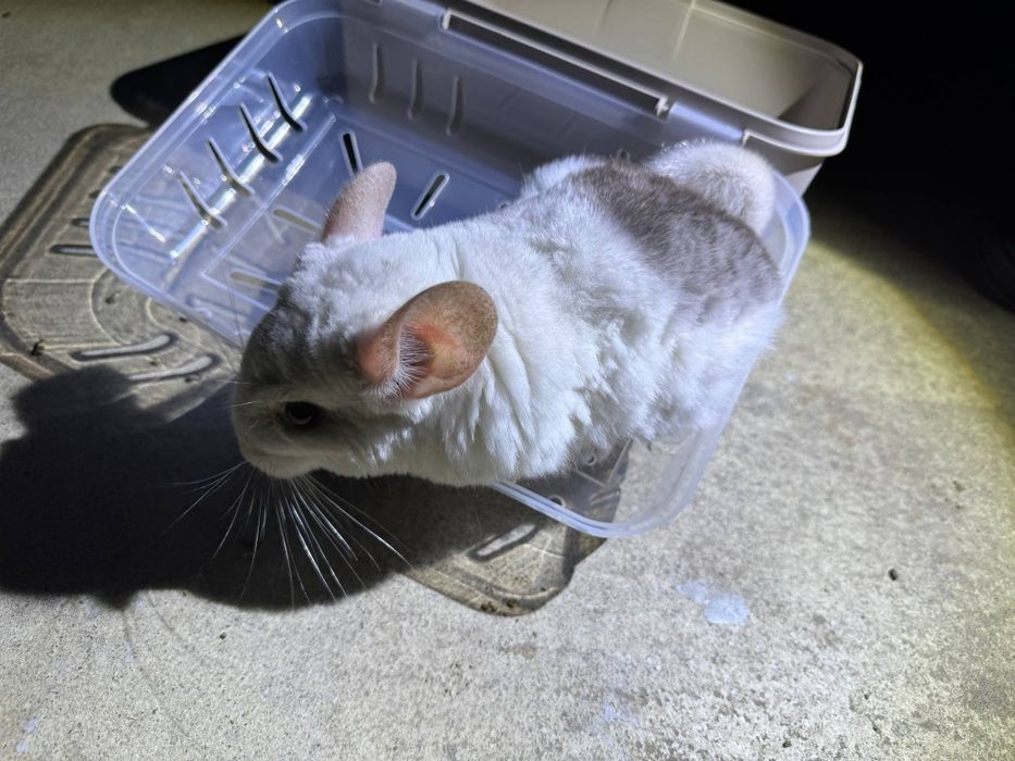 Szynszyl mozaika eksteremalna biały 5 miesięcy młody