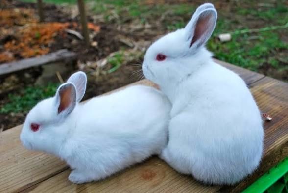 Продам кролі породи каліфорнія