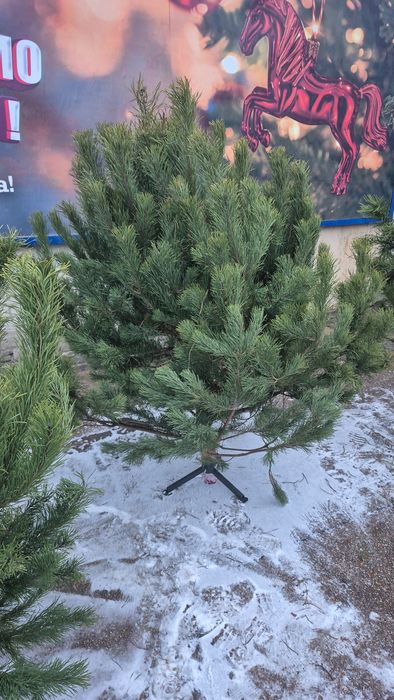 Елки стриженная сосна опт розница