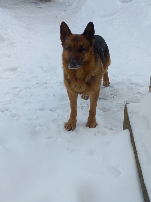 Цуценята Німецької вівчарки