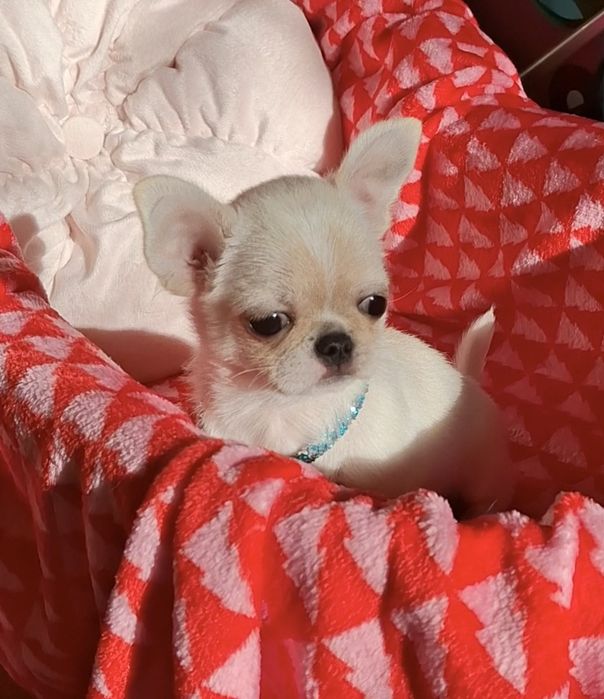 Мальчик чихуахуа