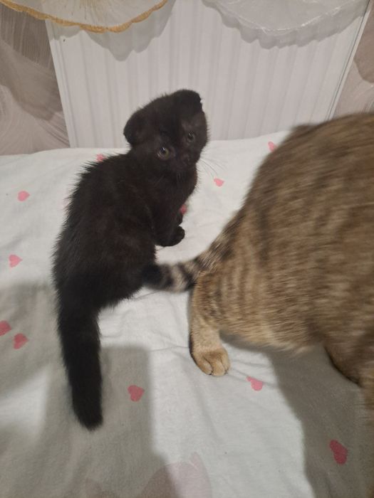 Продам вислоухого котёнка
