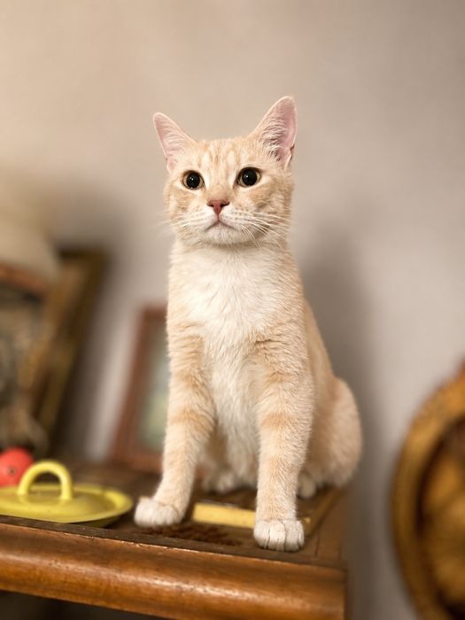Кастрований котик шукає дім! Ручна, любить лащитися