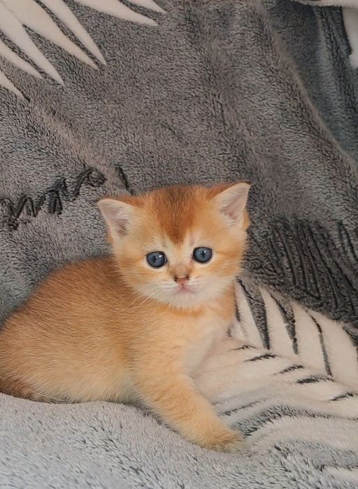 Дві золоті шиншили дівчинки