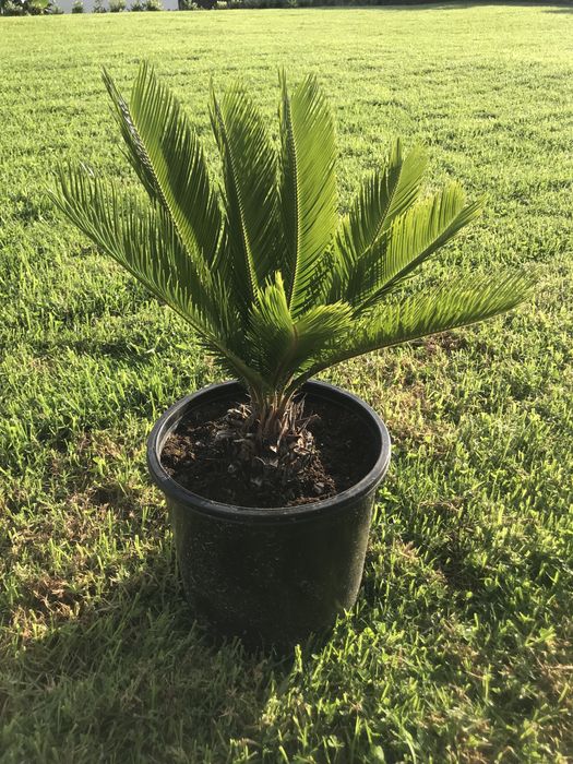 Planta Sica - Cycas revoluta
