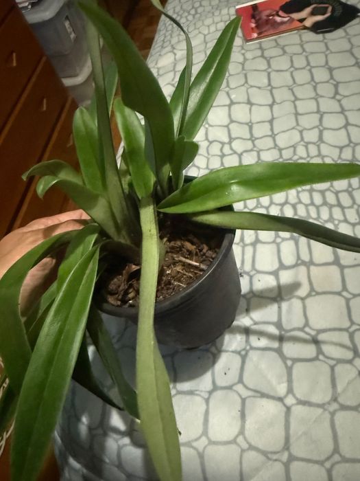 Orquídea sapatinho/paphiopedillum insigne.