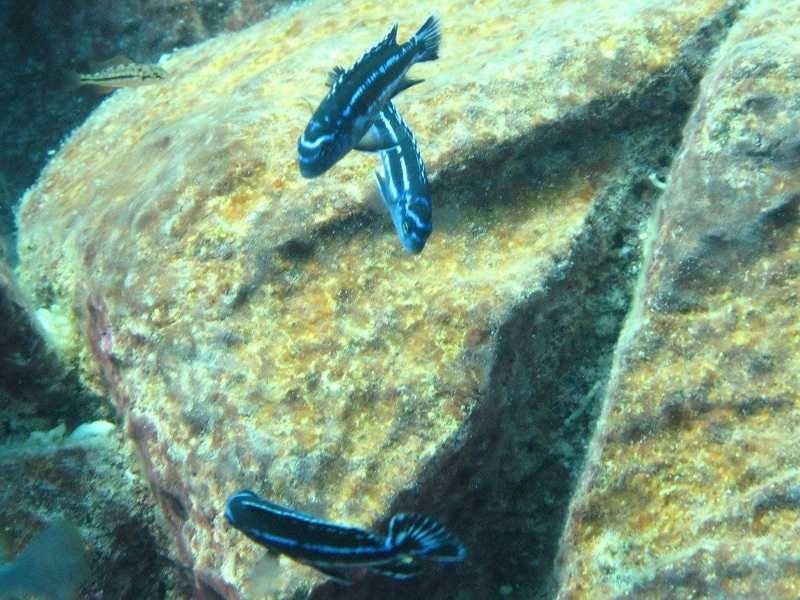 Maingano Ciclídeo Africano Malawi